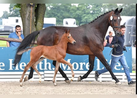 Oldenburger, Hengst, 1 Jaar