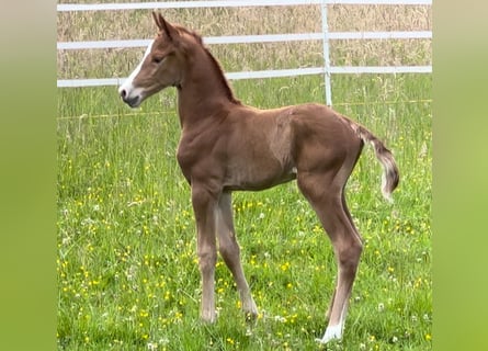 Oldenburger Mix, Hengst, 1 Jaar, Vos