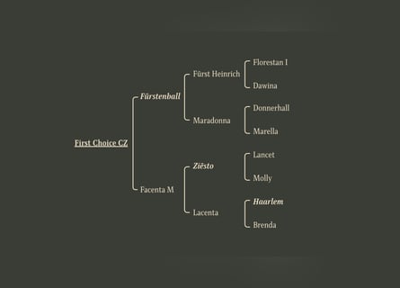 Oldenburger, Hengst, 1 Jaar, Zwart