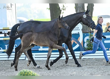 Oldenburger, Hengst, 1 Jaar, Zwartbruin