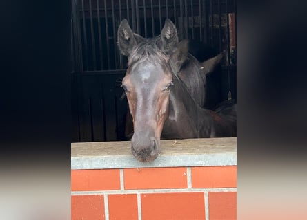 Oldenburger, Hengst, 1 Jaar, Zwartbruin