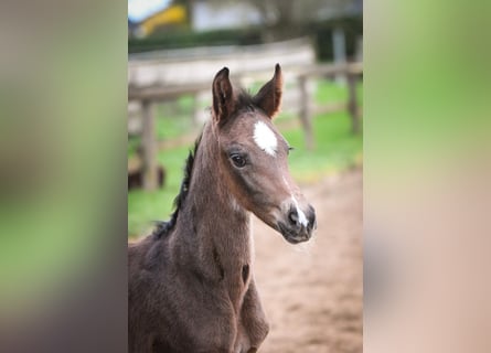 Oldenburger, Hengst, 1 Jaar, Zwartbruin