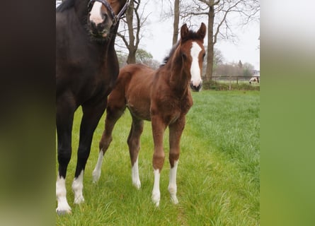Oldenburger, Hengst, 1 Jaar, Zwartbruin