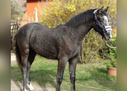 Oldenburger, Hengst, 1 Jahr, 147 cm, Schimmel