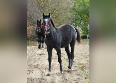 Oldenburger, Hengst, 1 Jahr, 147 cm, Schimmel