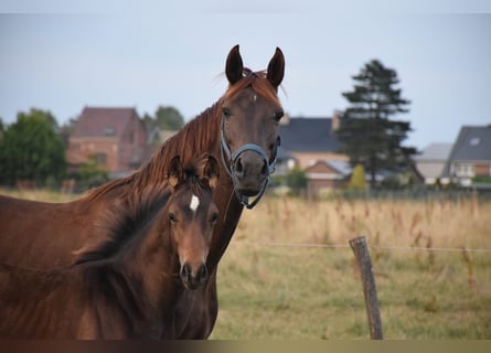 Oldenburger, Hengst, 1 Jahr, 170 cm, Brauner