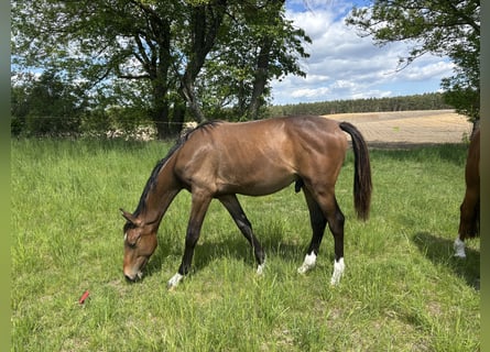 Oldenburger, Hengst, 1 Jahr, 170 cm, Brauner