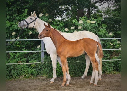 Oldenburger, Hengst, 1 Jahr, 170 cm, Dunkelfuchs