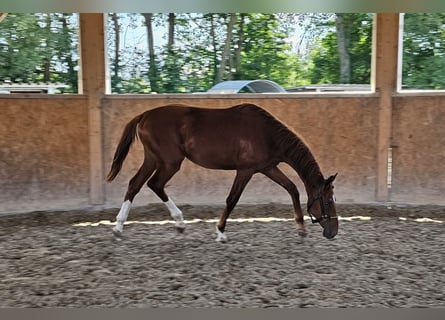 Oldenburger, Hengst, 1 Jahr, 170 cm, Fuchs