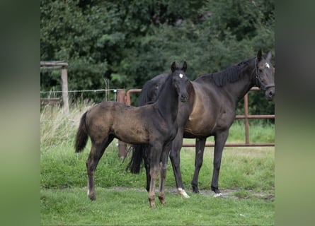 Oldenburger, Hengst, 1 Jahr, 170 cm, Rappe