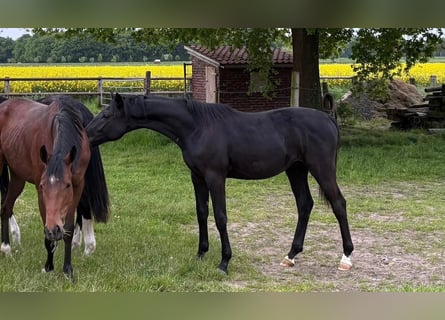 Oldenburger, Hengst, 1 Jahr, 170 cm, Rappe