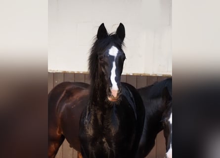 Oldenburger, Hengst, 1 Jahr, 172 cm, Rappe