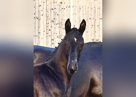 Oldenburger, Hengst, 1 Jahr, 175 cm, Rappe