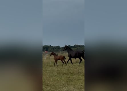 Oldenburger, Hengst, 1 Jahr, Brauner