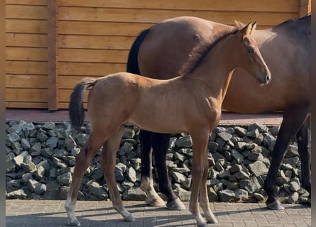 Oldenburger, Hengst, 1 Jahr, Brauner