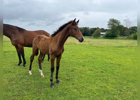 Oldenburger, Hengst, 1 Jahr, Brauner