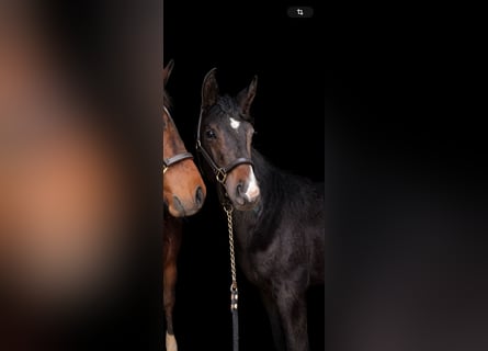 Oldenburger, Hengst, 1 Jahr