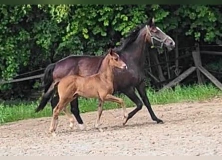 Oldenburger, Hengst, 1 Jahr, Dunkelbrauner