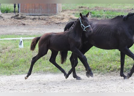 Oldenburger, Hengst, 1 Jahr, Dunkelbrauner