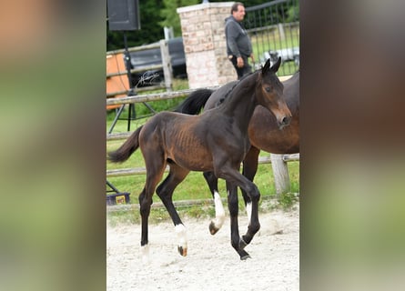 Oldenburger, Hengst, 1 Jahr, Dunkelbrauner