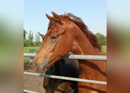 Oldenburger, Hengst, 1 Jahr, Dunkelfuchs