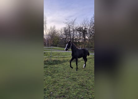 Oldenburger, Hengst, 1 Jahr, Rappe