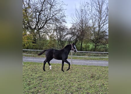 Oldenburger, Hengst, 1 Jahr, Rappe