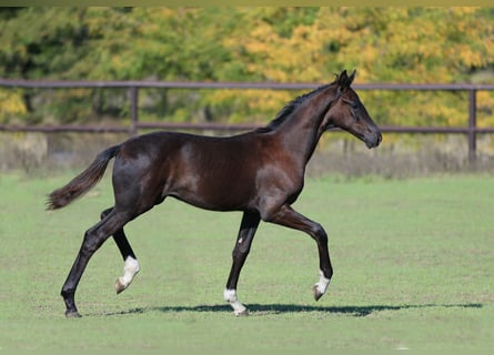 Oldenburger, Hengst, 1 Jahr, Rappe