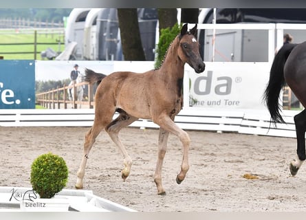 Oldenburger, Hengst, 1 Jahr, Rappe