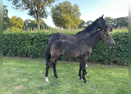 Oldenburger, Hengst, 1 Jahr, Schwarzbrauner