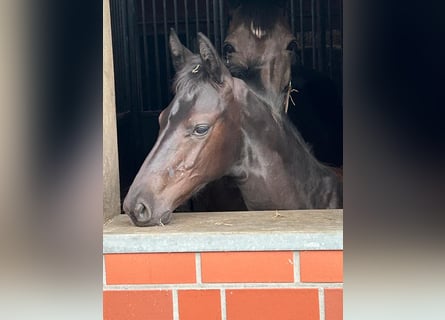 Oldenburger, Hengst, 1 Jahr, Schwarzbrauner