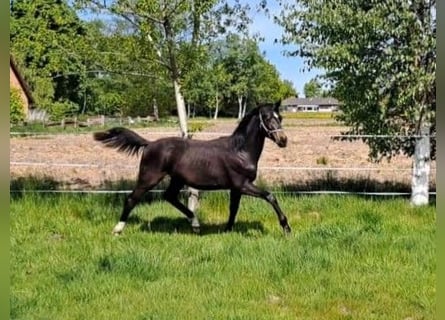 Oldenburger, Hengst, 1 Jahr, Schwarzbrauner