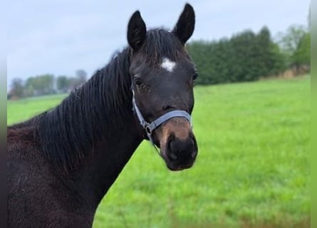 Oldenburger, Hengst, 1 Jahr, Schwarzbrauner