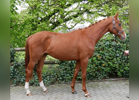 Oldenburger, Hengst, 2 Jaar, 162 cm