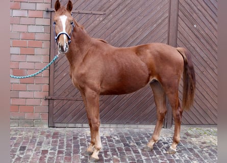 Oldenburger, Hengst, 2 Jaar, 163 cm, Vos