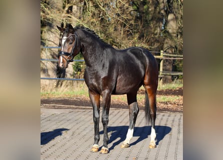 Oldenburger, Hengst, 2 Jaar, 164 cm, Donkerbruin