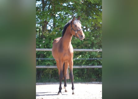 Oldenburger, Hengst, 2 Jaar, 167 cm, Bruin