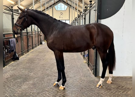 Oldenburger, Hengst, 2 Jaar, 168 cm, Donkerbruin