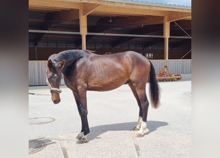 Oldenburger, Hengst, 2 Jaar, 169 cm, Donkerbruin