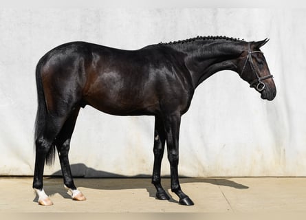 Oldenburger, Hengst, 2 Jaar, 170 cm, Donkerbruin