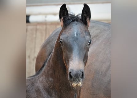 Oldenburger, Hengst, 2 Jaar, 170 cm, Zwartbruin