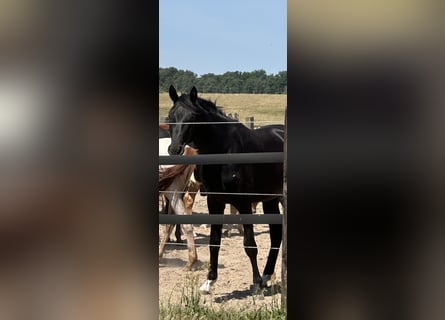 Oldenburger, Hengst, 2 Jaar, 170 cm, Zwartbruin