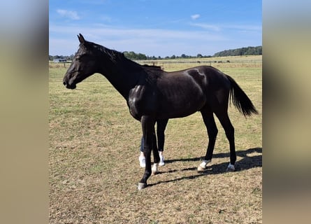 Oldenburger, Hengst, 2 Jaar, 170 cm, Zwartbruin