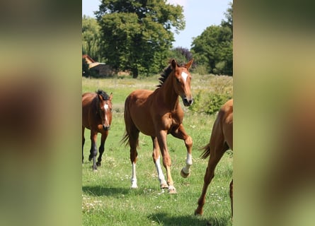 Oldenburger, Hengst, 2 Jaar, 172 cm, Vos