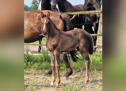 Oldenburger, Hengst, 2 Jaar