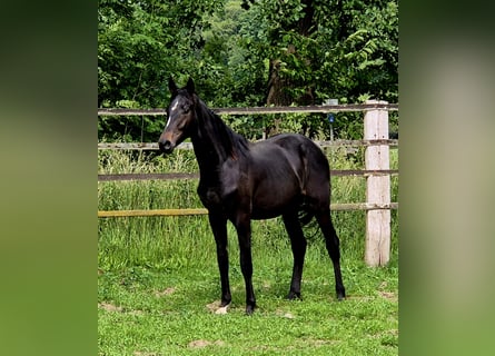 Oldenburger, Hengst, 2 Jaar