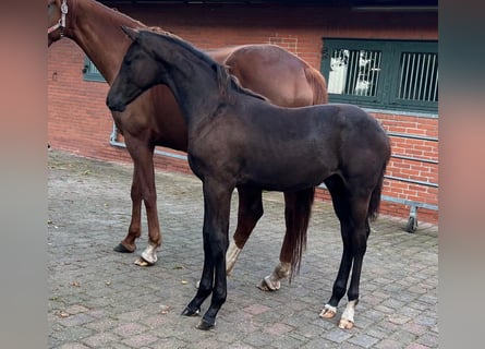 Oldenburger, Hengst, 2 Jaar, Zwart