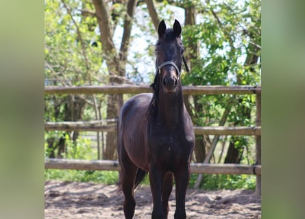 Oldenburger, Hengst, 2 Jahre, 163 cm, Dunkelbrauner