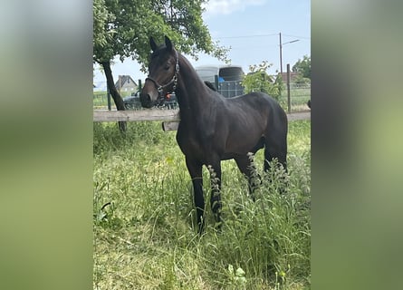 Oldenburger, Hengst, 2 Jahre, 163 cm, Dunkelbrauner