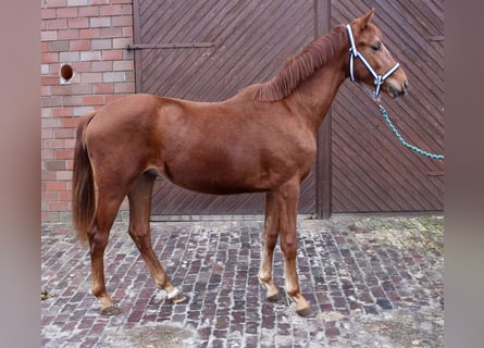 Oldenburger, Hengst, 2 Jahre, 163 cm, Fuchs